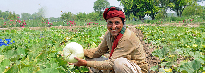 Getting value for money: Creating an automated market place for farmers in Pakistan